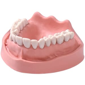 Kavo Fulltannet Studiemodell Overkjeve (ok v16)