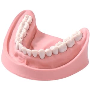 Kavo Fulltannet Studiemodell Underkjeve (uk v16)