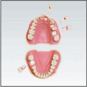Frasaco Endo Modell ANA-4 VEM 901 Ok+Uk