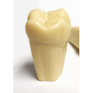 Frasaco Modelltann ANA-4, Tann 37 10 stk
