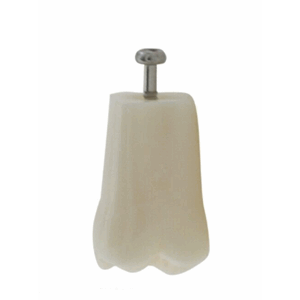 Frasaco Modelltann ANA-4, Tann 46 100 stk